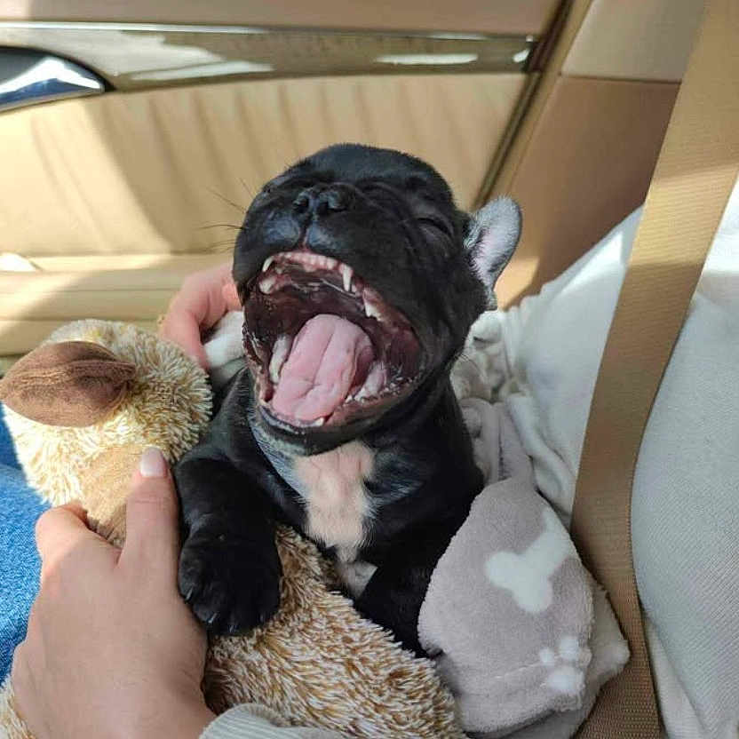 Torpenn participe au concours pour gagner de l'argent avec cette photo : adorable, animal, black_dog, blanket, car_seat, cozy, cuddling, cute, dog, human_hand, indoor, pet, puppy, seatbelt, sleepy, stuffed_animal, sunlight, toy, white_patch, yawning