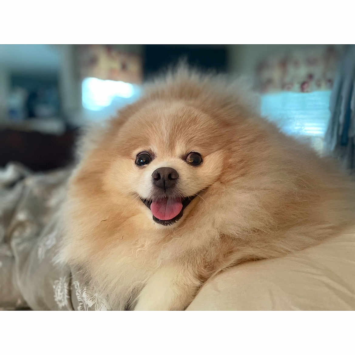 Milo is registered to the contest to win money with this photo: animal, bodypart, canine, chow, cockerspaniel, dog, eskimodog, mouth, papillon, person, pet, puppy, snout, whitedog