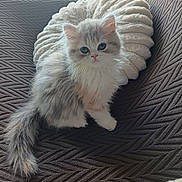 Bounty participe au concours pour gagner de l'argent avec cette photo : kitten, cat, fluffy, pet, couch, pillow, indoor, cute, animal, feline, young, fur, whiskers, tail, domestic, cozy, resting, looking, texture, soft