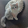 kitten, cat, fluffy, pet, couch, pillow, indoor, cute, animal, feline, young, fur, whiskers, tail, domestic, cozy, resting, looking, texture, soft