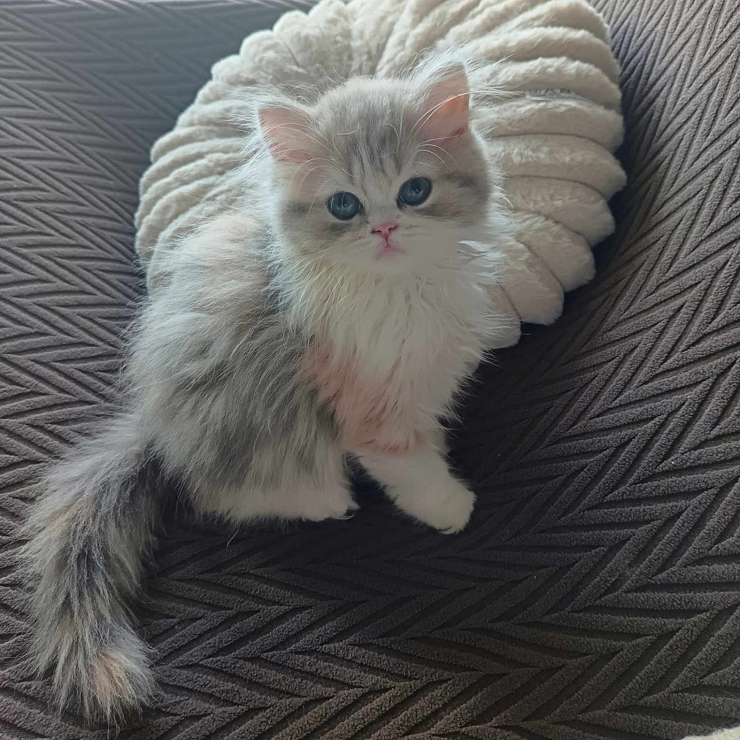 Bounty participe au concours pour gagner de l'argent avec cette photo : kitten, cat, fluffy, pet, couch, pillow, indoor, cute, animal, feline, young, fur, whiskers, tail, domestic, cozy, resting, looking, texture, soft