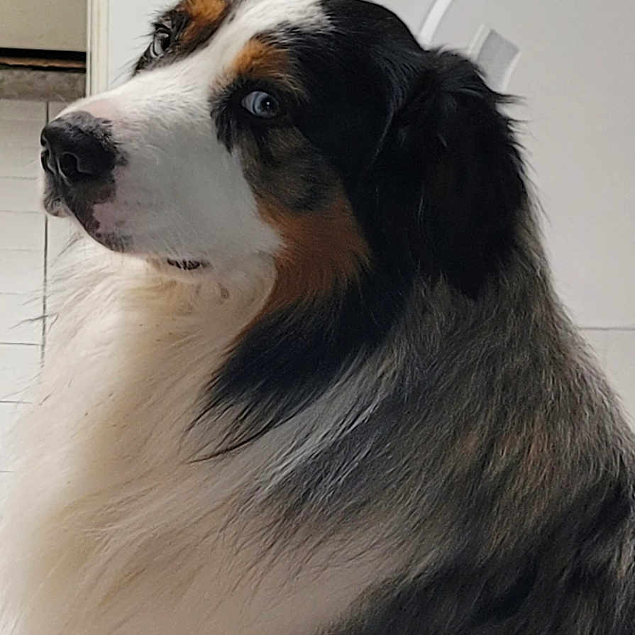 Saïko participe au concours pour gagner de l'argent avec cette photo : animal, australian_shepherd, black, blue_eyes, brown, calm, companion, cute, dog, domestic, floor, fur, household, indoor, pet, portrait, side_view, tile, washing_machine, white