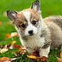 puppy, dog, corgi, grass, leaves, autumn, outdoor, pet, cute, animal, young, fur, ears, nature, walking, closeup, face, portrait, adorable, eyes