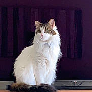 Sparky joined the competition — help win amazing prizes! bell, cat, collar, curious, domestic_animal, feline, fluffy, fur, household, indoor, looking_away, pet, portrait, quiet, sitting, tabby, tail, television, white, wooden_cabinet