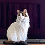 bell, cat, collar, curious, domestic_animal, feline, fluffy, fur, household, indoor, looking_away, pet, portrait, quiet, sitting, tabby, tail, television, white, wooden_cabinet