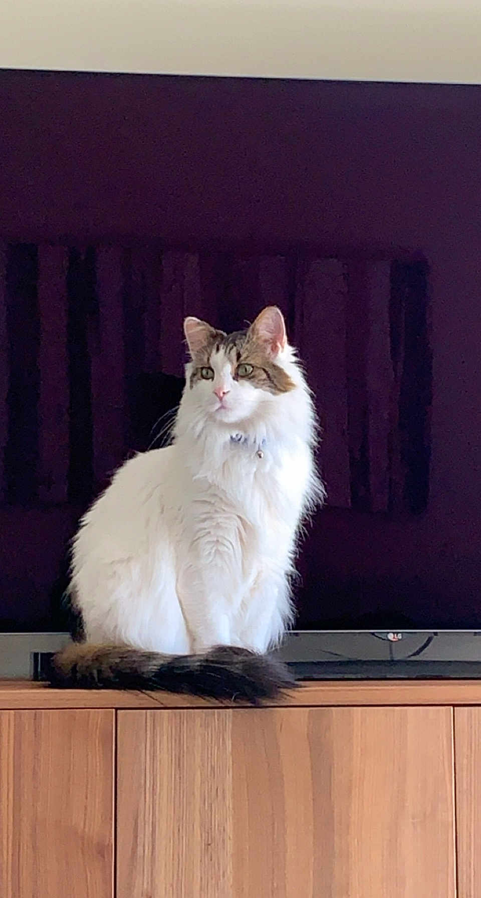 Sparky joined the competition — help win amazing prizes! bell, cat, collar, curious, domestic_animal, feline, fluffy, fur, household, indoor, looking_away, pet, portrait, quiet, sitting, tabby, tail, television, white, wooden_cabinet