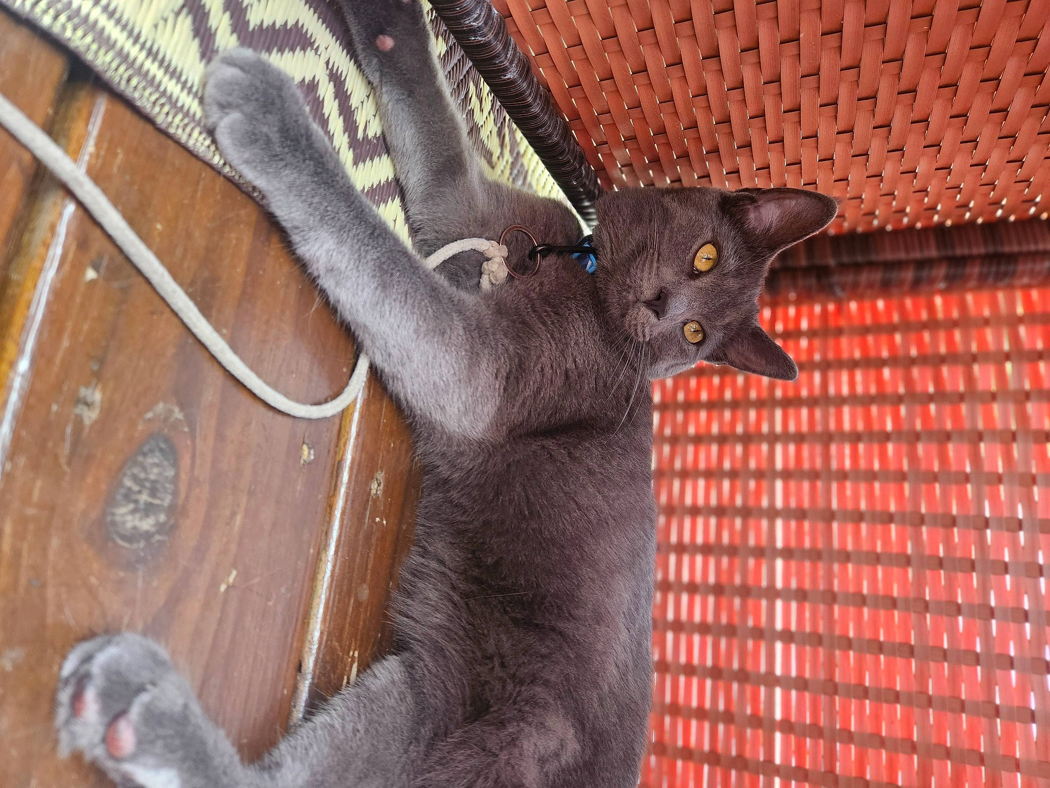 Grimm is registered to the contest to win money with this photo: black_cat, carnivore, cat, claw, domestic_short_haired_cat, felidae, fur, grey, hardwood, paw, russian_blue, small_to_medium_sized_cats, snout, tail, terrestrial_animal, whiskers, window, wood