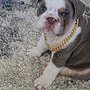 Rocky Blu is registered to the contest to win money with this photo: bulldog, puppy, dog, blue_eyes, gold_chain, carpet, pet, cute, animal, sitting, fur, white_paws, gray_fur, close_up, indoor, portrait, adorable, young, domestic_animal, looking_at_camera