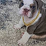 bulldog, puppy, dog, blue_eyes, gold_chain, carpet, pet, cute, animal, sitting, fur, white_paws, gray_fur, close_up, indoor, portrait, adorable, young, domestic_animal, looking_at_camera
