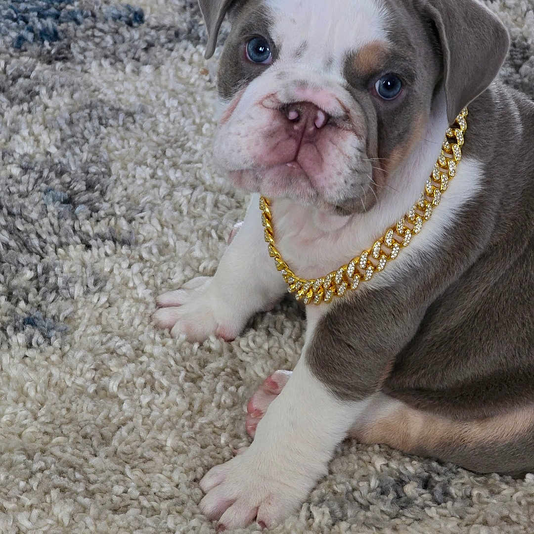 Rocky Blu is registered to the contest to win money with this photo: adorable, animal, blue_eyes, bulldog, carpet, close_up, cute, dog, domestic_animal, fur, gold_chain, gray_fur, indoor, looking_at_camera, pet, portrait, puppy, sitting, white_paws, young