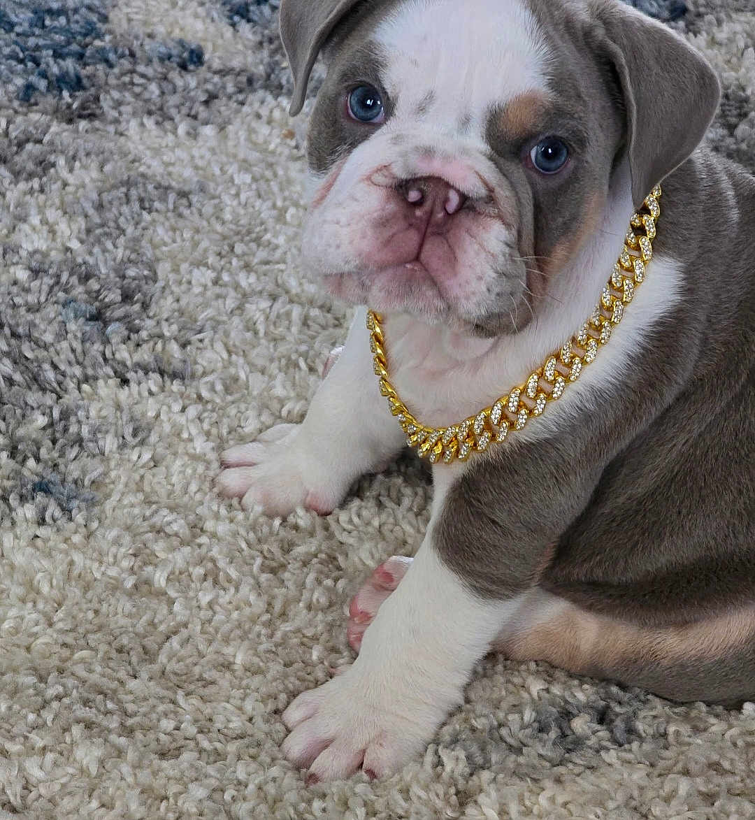 Rocky Blu is registered to the contest to win money with this photo: bulldog, puppy, dog, blue_eyes, gold_chain, carpet, pet, cute, animal, sitting, fur, white_paws, gray_fur, close_up, indoor, portrait, adorable, young, domestic_animal, looking_at_camera