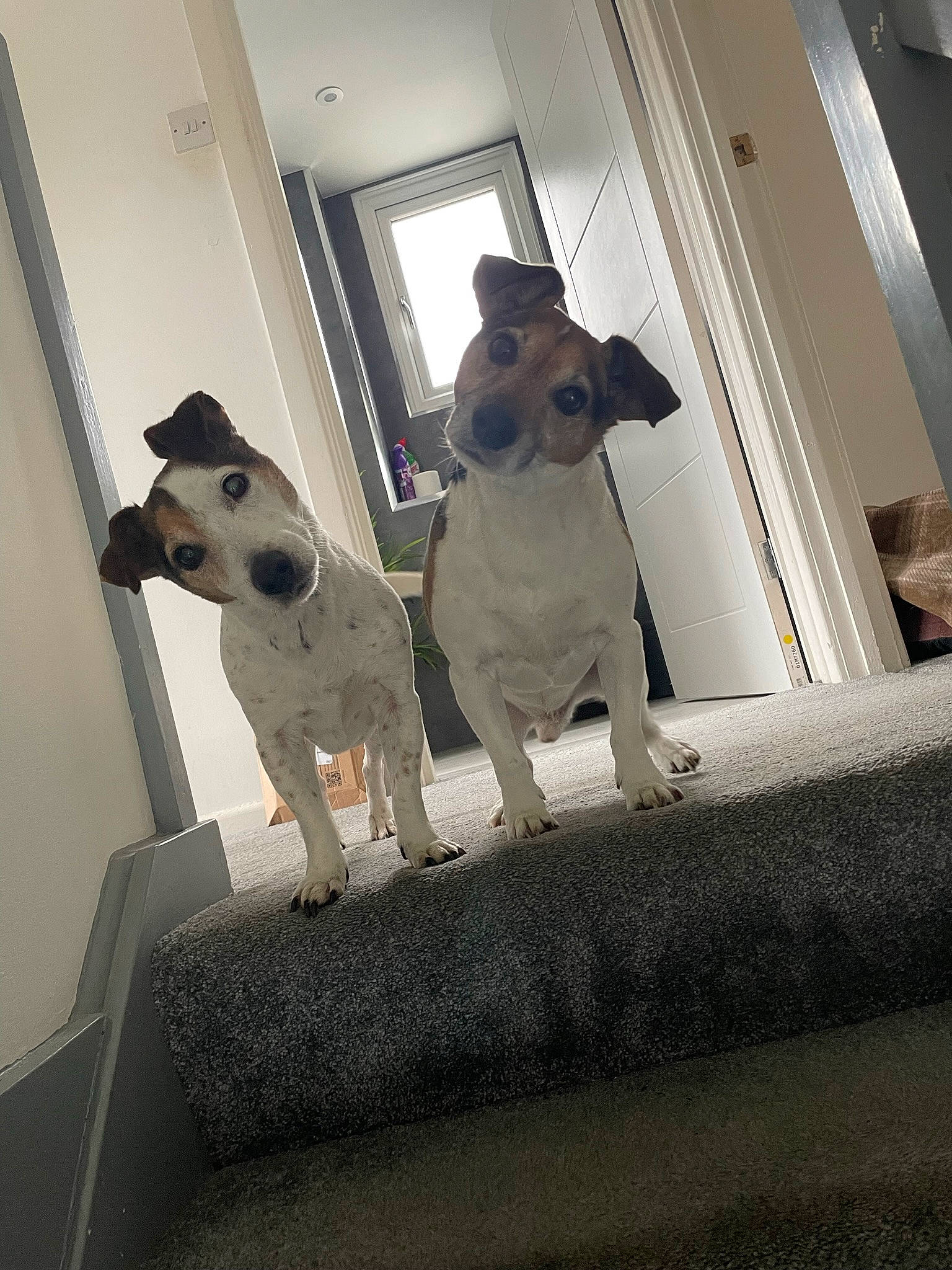 Jack joined the competition — help win amazing prizes! canidae, carnivore, collar, companion_dog, dog, dog_breed, dog_collar, dog_supply, fawn, flooring, fur, non_sporting_group, pet_supply, room, snout, sporting_group, tail, window, wood, working_animal