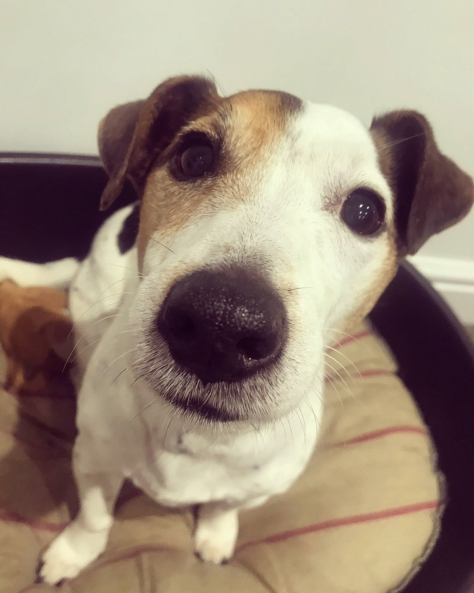 Jack is registered to the contest to win money with this photo: canidae, carnivore, collar, companion_dog, dog, dog_breed, dog_collar, ear, fur, happy, head, jaw, mammal, sighthound, smile, snout, sporting_group, vertebrate, whiskers, working_animal