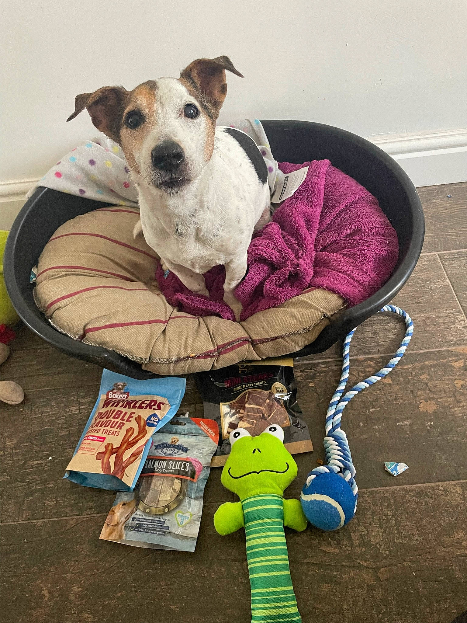 Jack joined the competition — help win amazing prizes! baby_products, canidae, carnivore, collar, comfort, companion_dog, dog, dog_breed, dog_collar, dog_supply, non_sporting_group, paw, pet_supply, recreation, sitting, sporting_group, toy