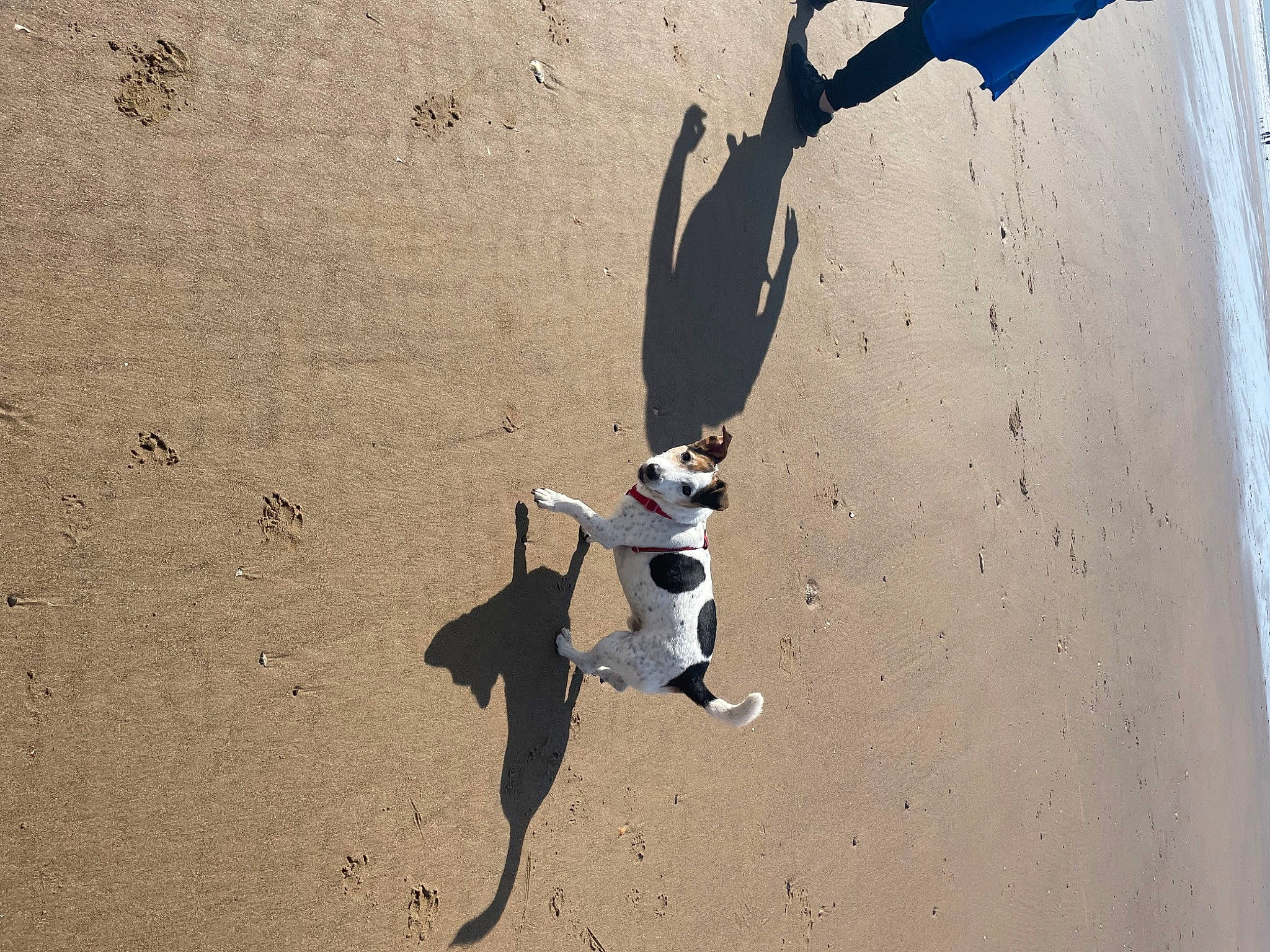 Jack is registered to the contest to win money with this photo: art, beach, carmine, font, fun, illustration, landscape, natural_environment, sand, shadow, soil, symbol, tail, tints_and_shades, visual_arts, wing, wood