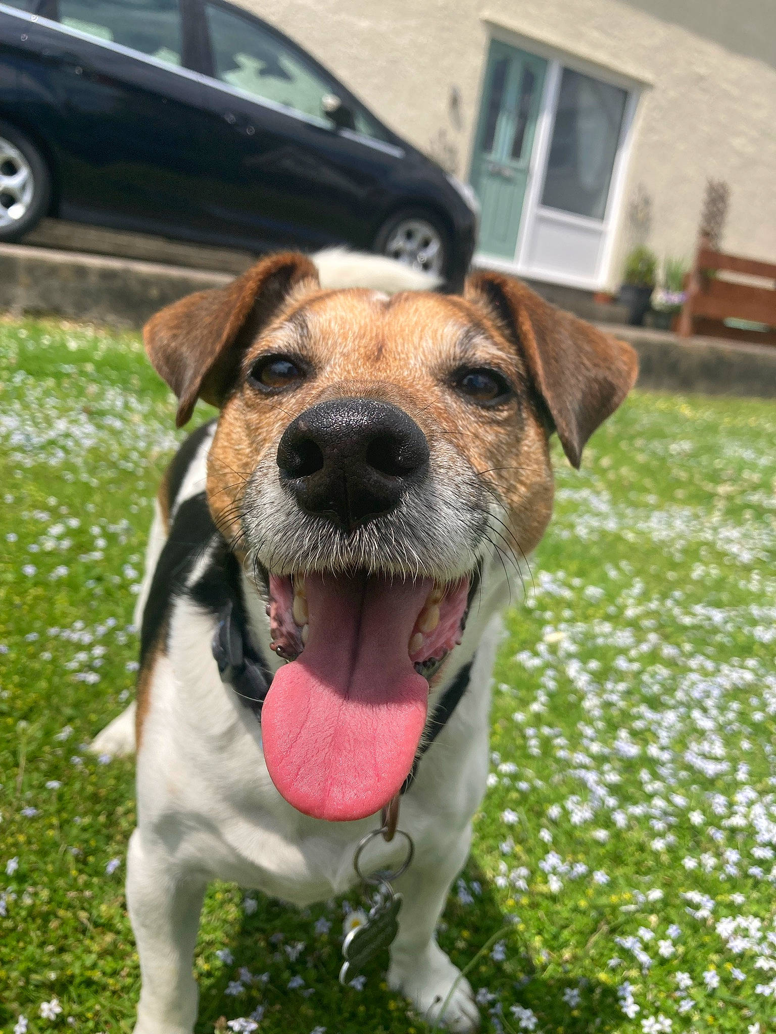 Dylan joined the competition — help win amazing prizes! car, carnivore, collar, companion_dog, dog, dog_breed, dog_collar, family_car, fawn, grass, leash, pet_supply, plant, tire, vehicle, vehicle_door, wheel, whiskers, window, working_animal