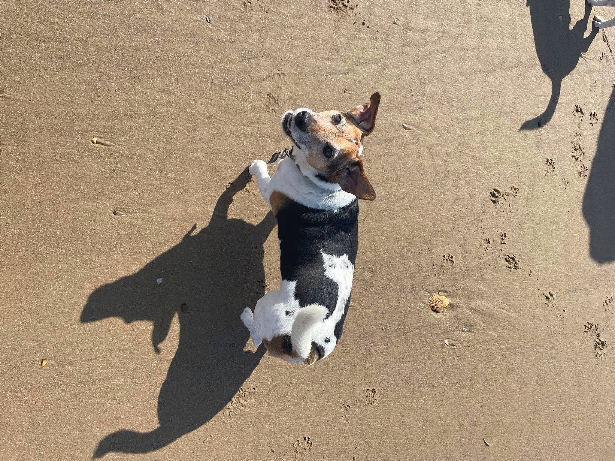 Dylan is registered to the contest to win money with this photo: beach, carnivore, companion_dog, dog, dog_breed, dog_supply, fawn, fun, fur, landscape, leash, paw, pet_supply, sand, shadow, snout, soil, tail, terrestrial_animal, working_animal