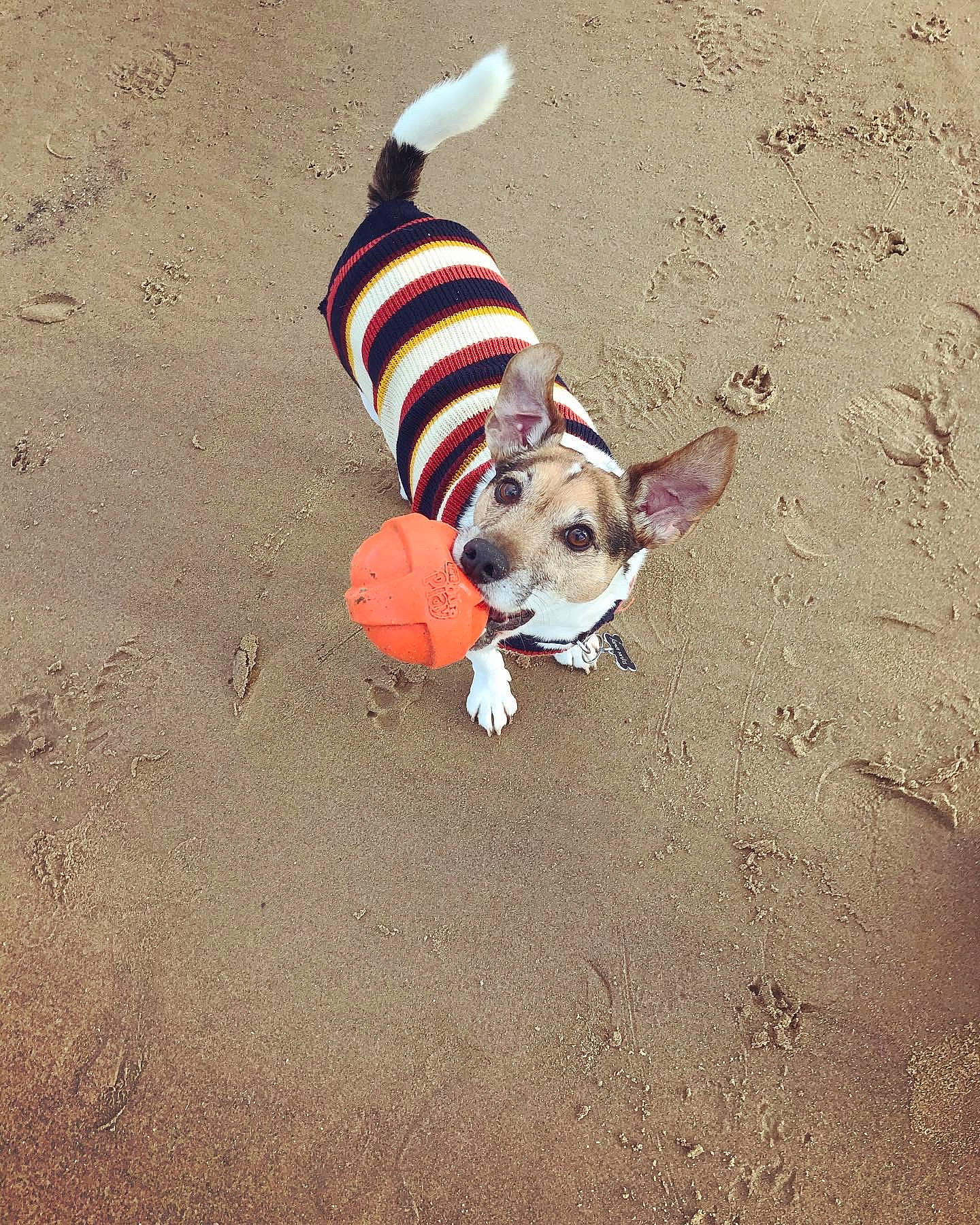 Dylan joined the competition — help win amazing prizes! asphalt, beach, carnivore, collar, companion_dog, dog, dog_breed, dog_clothes, dog_supply, fashion_accessory, fawn, hat, leash, pet_supply, sand, snout, soil, sporting_group, tail, working_animal