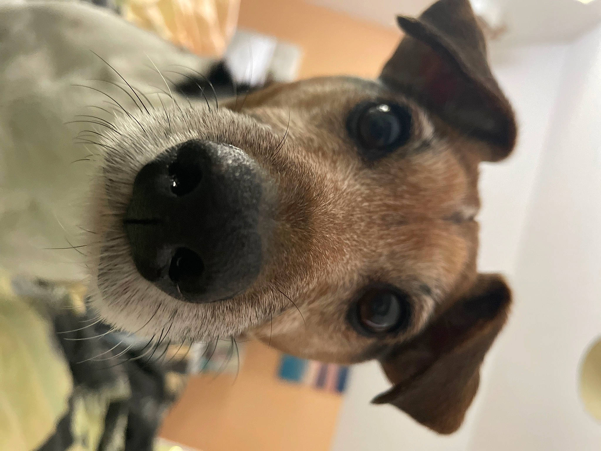 Dylan joined the competition — help win amazing prizes! canidae, carnivore, collar, companion_dog, dog, dog_breed, dog_collar, ear, eyebrow, eyelash, fawn, fur, jaw, selfie, snout, sporting_group, terrestrial_animal, whiskers, working_animal