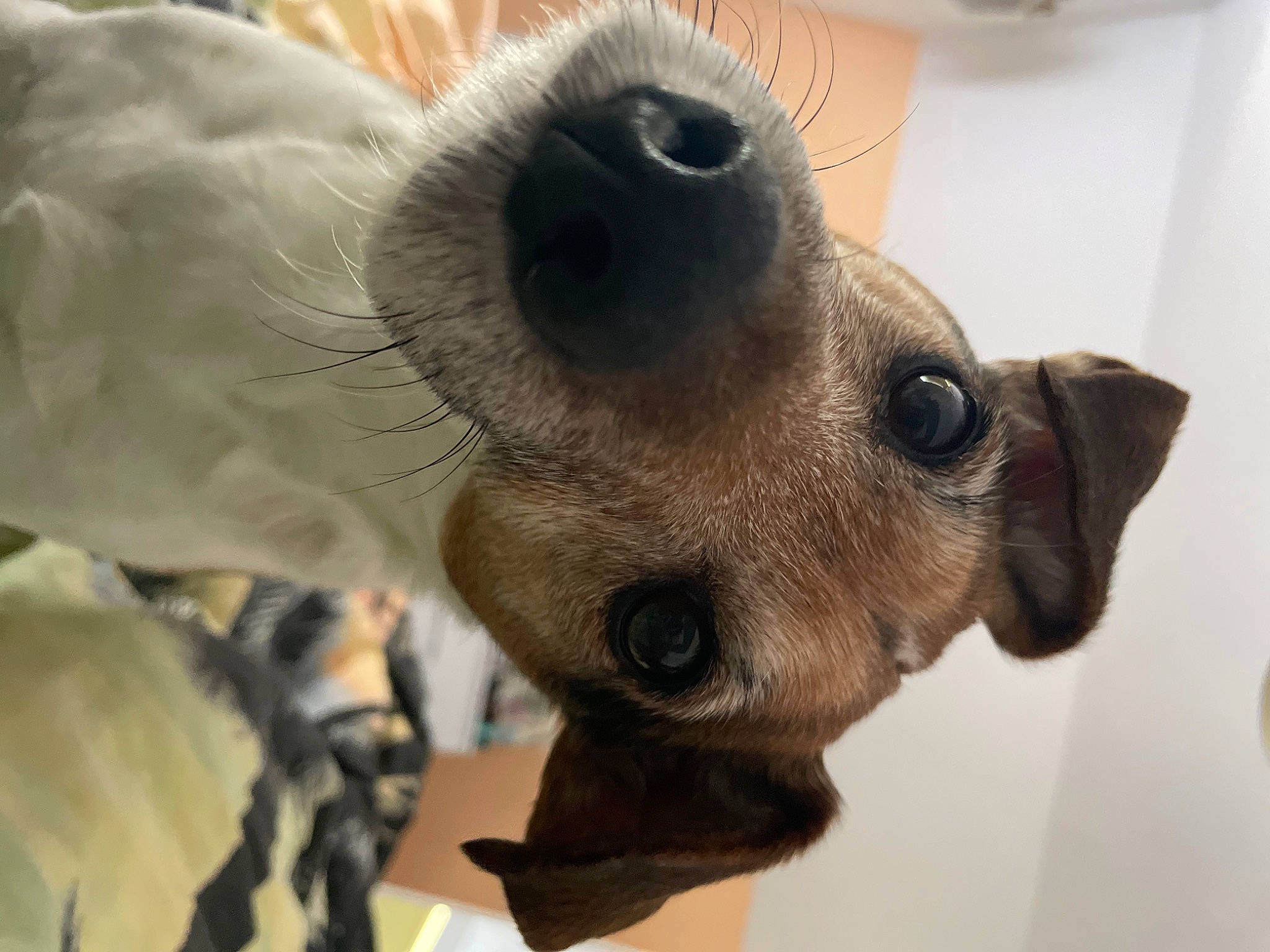 Dylan is registered to the contest to win money with this photo: canidae, carnivore, collar, companion_dog, dog, dog_breed, dog_collar, dog_supply, ear, fawn, fur, non_sporting_group, paw, pet_supply, snout, sporting_group, terrestrial_animal, toy_dog, whiskers, working_animal