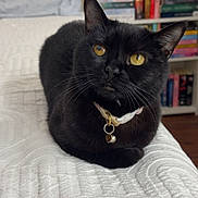 Moon is registered to the contest to win money with this photo: animal, bed, bedspread, bell, black_cat, books, bookshelf, cat, collar, cozy, cute, ears, feline, home, indoor, looking_up, pet, relaxed, whiskers, yellow_eyes