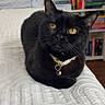 cat, black_cat, pet, indoor, bed, bedspread, collar, bell, yellow_eyes, feline, animal, cute, relaxed, looking_up, whiskers, ears, bookshelf, books, home, cozy