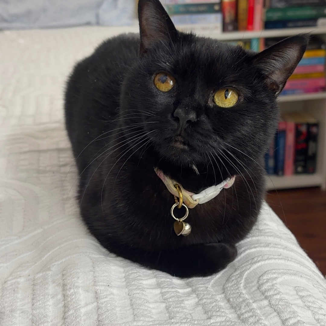 Moon is registered to the contest to win money with this photo: animal, bed, bedspread, bell, black_cat, books, bookshelf, cat, collar, cozy, cute, ears, feline, home, indoor, looking_up, pet, relaxed, whiskers, yellow_eyes