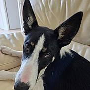 Tika participe au concours pour gagner de l'argent avec cette photo : dog, black_and_white, ears, pet, canine, close_up, indoor, leather_couch, furniture, animal, looking, curious, brown_eyes, snout, resting, domestic, companion, portrait, sitting, cute