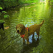 Moka participe au concours pour gagner de l'argent avec cette photo : adventure, animal, canine, creek, curly_fur, dog, forest, greenery, harness, nature, outdoor, pet, playful, reflection, river, shallow_water, summer, sunlight, water, wet