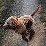 dog, muddy, running, stick, outdoor, path, fur, animal, nature, playful, energetic, canine, active, dirt, grass, pet, motion, happy, daylight, walking
