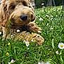dog, puppy, grass, flowers, daisy, outdoor, nature, greenery, close_up, curly_fur, cute, pet, animal, summer, meadow, relaxing, snout, soft, playful, garden
