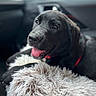 dog, black_dog, pet, animal, car, vehicle, interior, passenger, happy, panting, tongue, close_up, portrait, shaggy_blanket, blanket, red_harness, black_fur, brown_eyes, indoor, travel