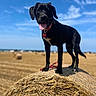 April participe au concours pour gagner de l'argent avec cette photo : dog, black_dog, canine, pet, animal, standing, tongue_out, floppy_ears, collar, tag, hay_bale, farm, field, countryside, outdoor, blue_sky, clouds, sunny, portrait, rural_landscape