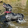 April participe au concours pour gagner de l'argent avec cette photo : dog, black_dog, wet_dog, water, swimming, wading, splashing, red_collar, outdoor, canal, river, stone_wall, ripples, sunlight, reflection, animal, pet, profile, wet_fur, summer