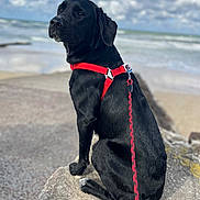 April a rejoint le concours — aidez-le/la à gagner de superbes lots ! dog, black_dog, seaside, beach, ocean, waves, cloudy_sky, outdoors, sitting, harness, red_harness, leash, animal_portrait, coastline, shoreline, water, rocks, sand, natural_light, pet