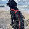 dog, black_dog, seaside, beach, ocean, waves, cloudy_sky, outdoors, sitting, harness, red_harness, leash, animal_portrait, coastline, shoreline, water, rocks, sand, natural_light, pet