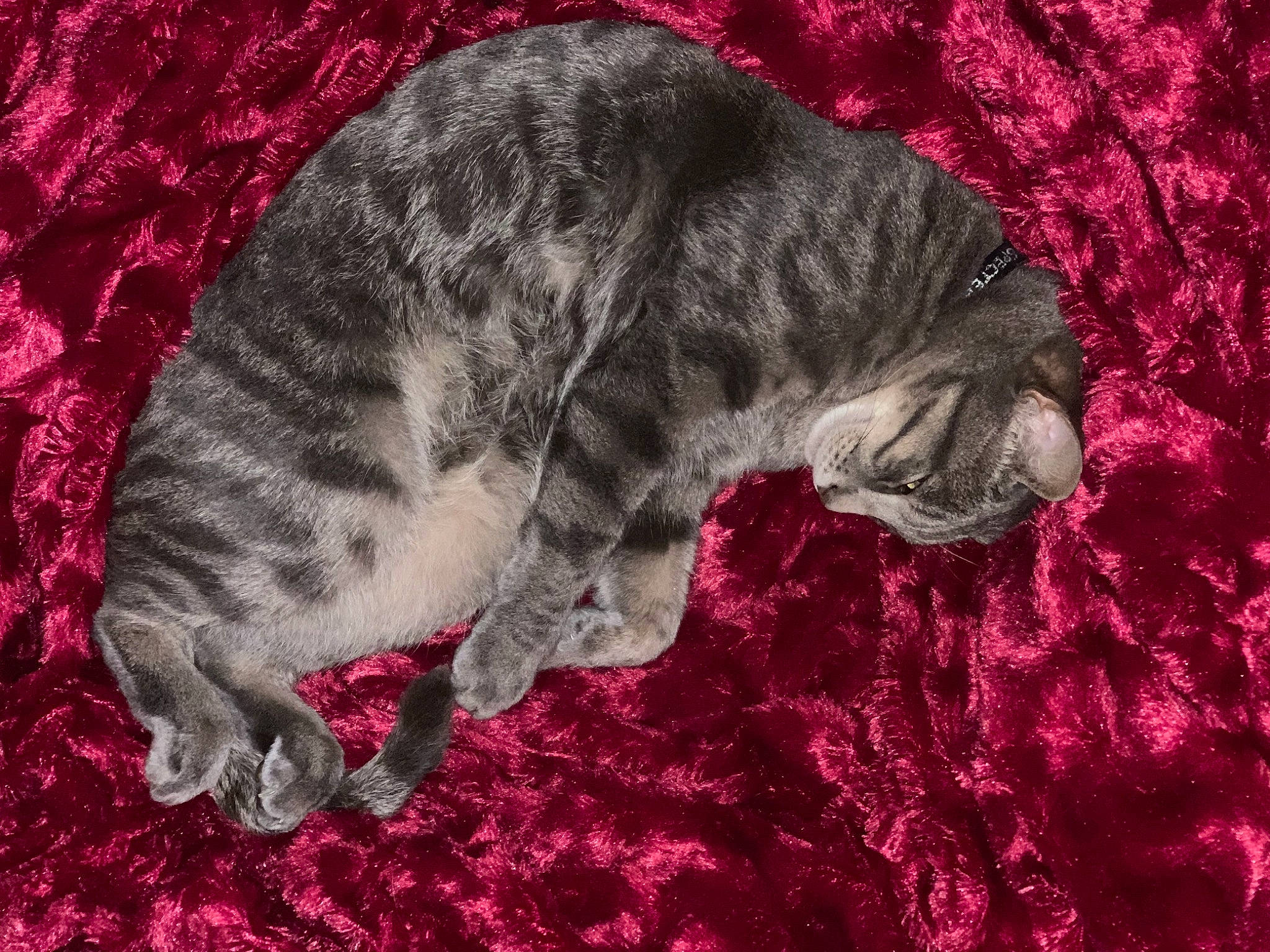 Specter participe au concours pour gagner de l'argent avec cette photo : carnivore, cat, felidae, fur, magenta, paw, small_to_medium_sized_cats, tail, terrestrial_animal, whiskers