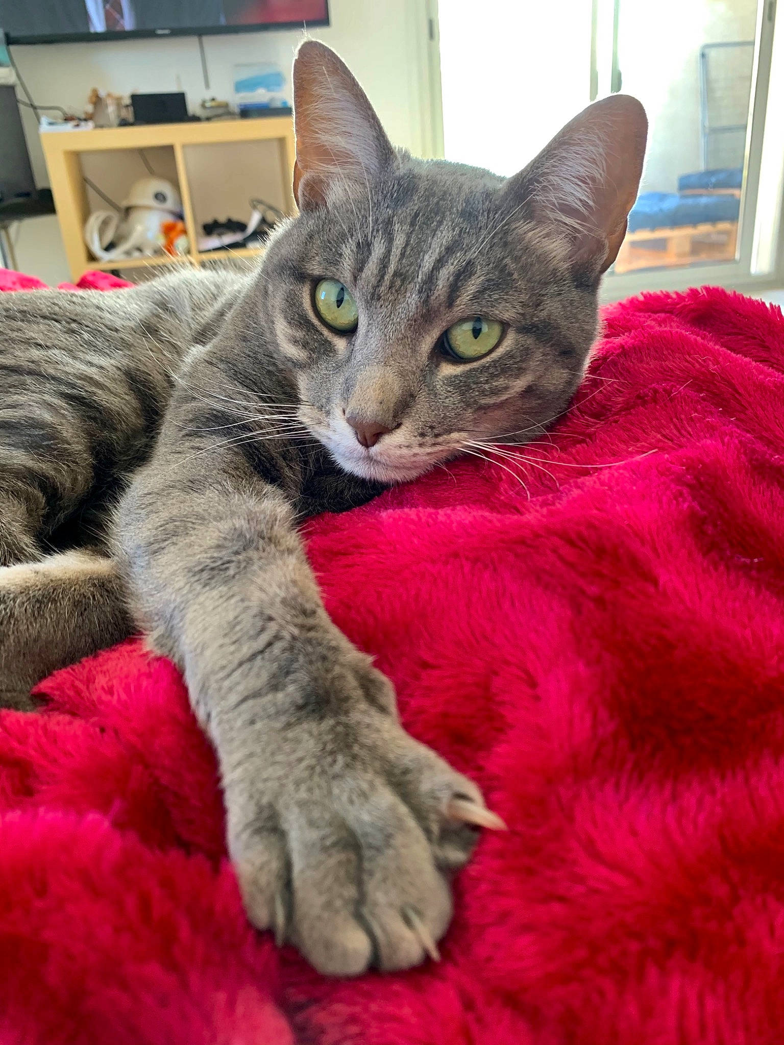 Specter a rejoint le concours — aidez-le/la à gagner de superbes lots ! carnivore, cat, claw, comfort, computer_monitor, domestic_short_haired_cat, felidae, fur, paw, pet_supply, shelf, small_to_medium_sized_cats, tabby_cat, vertebrate, whiskers