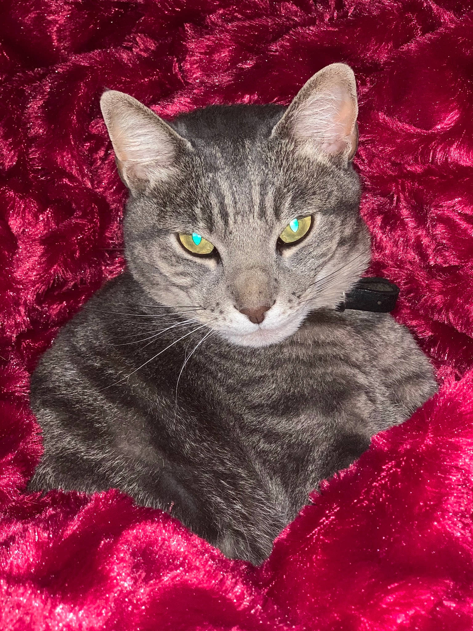 Specter a rejoint le concours — aidez-le/la à gagner de superbes lots ! carnivore, cat, domestic_short_haired_cat, felidae, fur, iris, linens, magenta, small_to_medium_sized_cats, whiskers