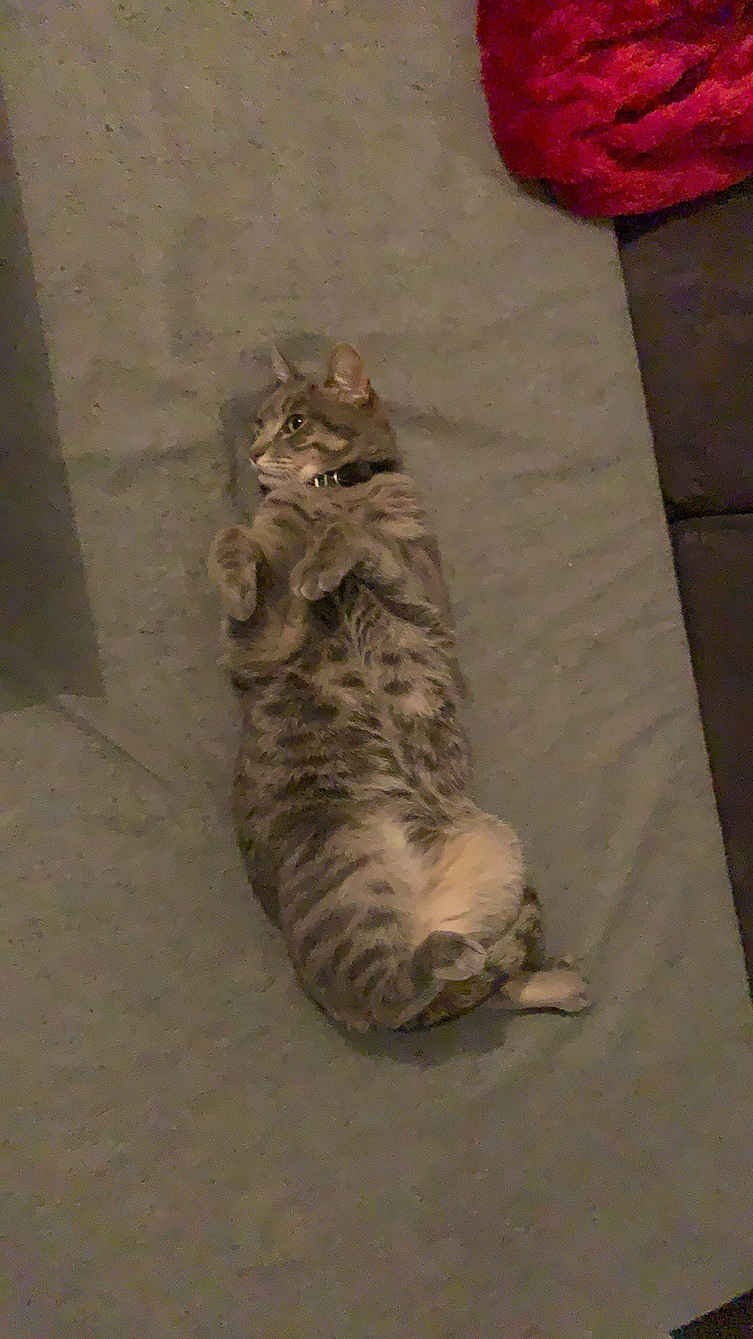 Specter participe au concours pour gagner de l'argent avec cette photo : carnivore, cat, coquelicot, felidae, fur, grey, paw, small_to_medium_sized_cats, stuffed_toy, tabby_cat, tail, terrestrial_animal, toe, vertebrate, whiskers