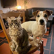 Patoche participe au concours pour gagner de l'argent avec cette photo : cat, dog, chair, indoor, pet, sitting, fur, whiskers, couch, plant, lamp, tile_floor, wooden_chair, companionship, curious, portrait, domestic, attentive, paws, big_eyes