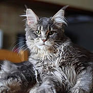 Patoche a rejoint le concours — aidez-le/la à gagner de superbes lots ! blurred_background, cat, closeup, domestic_animal, fur, furniture, green_eyes, grey_colored, indoor, long_hair, looking_at_camera, lounging, maine_coon, paw, pet, portrait, relaxed, table, tufted_ears, whiskers