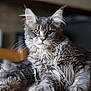 cat, maine_coon, long_hair, whiskers, tufted_ears, green_eyes, portrait, indoor, blurred_background, furniture, table, fur, paw, relaxed, looking_at_camera, closeup, pet, domestic_animal, grey_colored, lounging