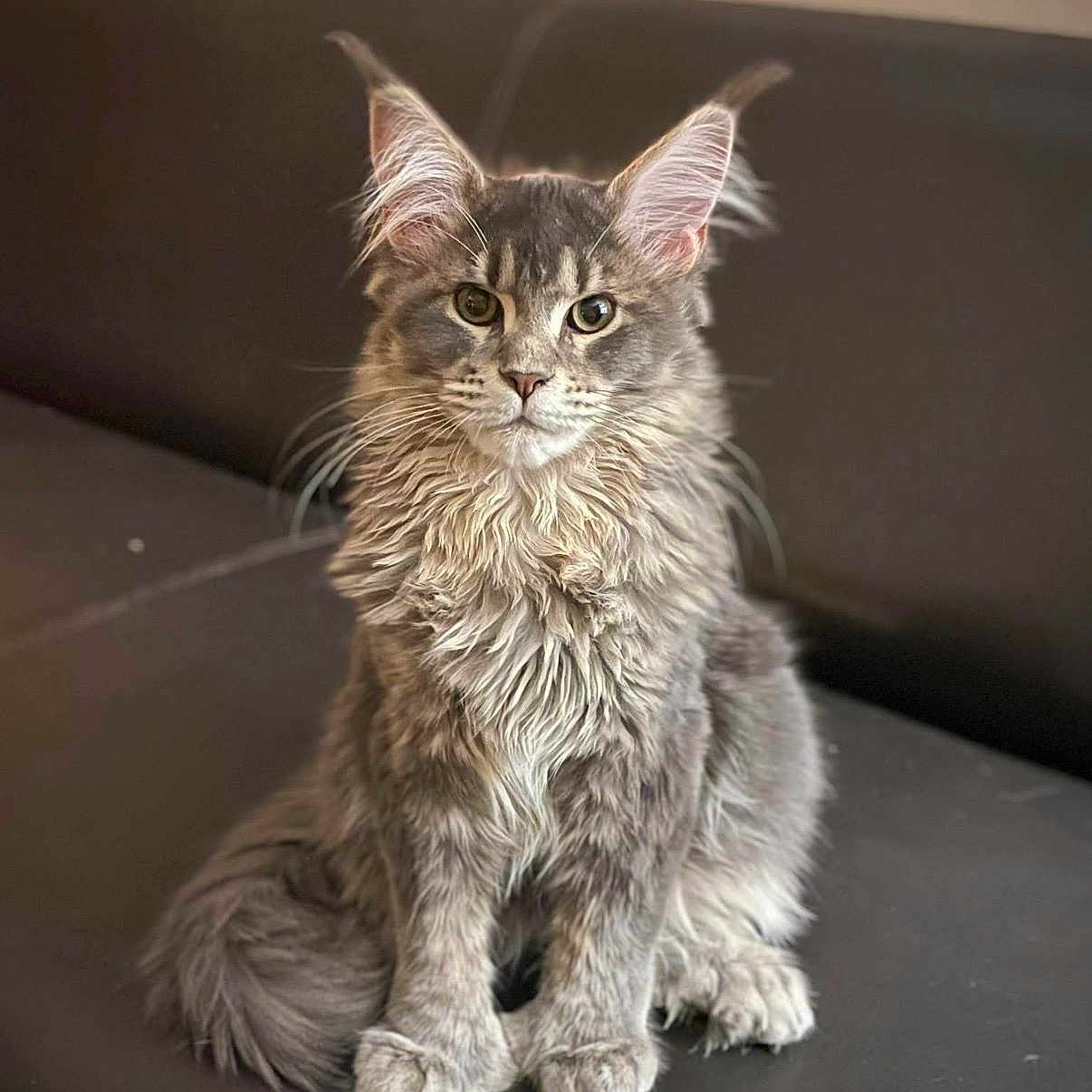 Patoche a rejoint le concours — aidez-le/la à gagner de superbes lots ! attentive, big_ears, cat, close_up, couch, feline, fluffy, gray_fur, green_eyes, indoor, kitten, long_hair, maine_coon, paws, pet, portrait, sitting, tail, tufted_ears, whiskers