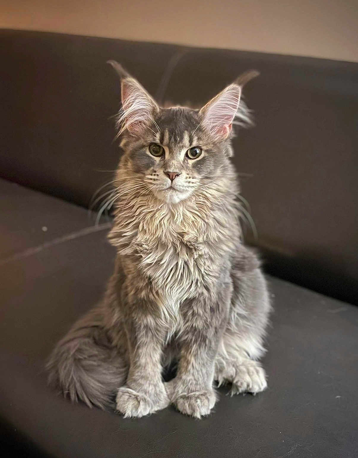 Patoche a rejoint le concours — aidez-le/la à gagner de superbes lots ! cat, kitten, maine_coon, long_hair, gray_fur, tufted_ears, whiskers, paws, tail, sitting, couch, indoor, portrait, pet, feline, attentive, big_ears, fluffy, close_up, green_eyes