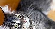 Patoche a rejoint le concours — aidez-le/la à gagner de superbes lots ! bokeh, cat, close_up, curious, domestic_cat, ear, feline, fur, green_eyes, indoor, long_hair, looking_up, paw, pet, portrait, relaxed, soft_lighting, tabby, whiskers, wooden_table