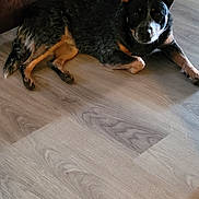 Miss Pepper is registered to the contest to win money with this photo: dog, canine, pet, indoor, floor, wooden_floor, couch, brown, black, ears, alert, lying_down, looking, animal, domestic_animal, mammal, fur, companion, relaxed, home