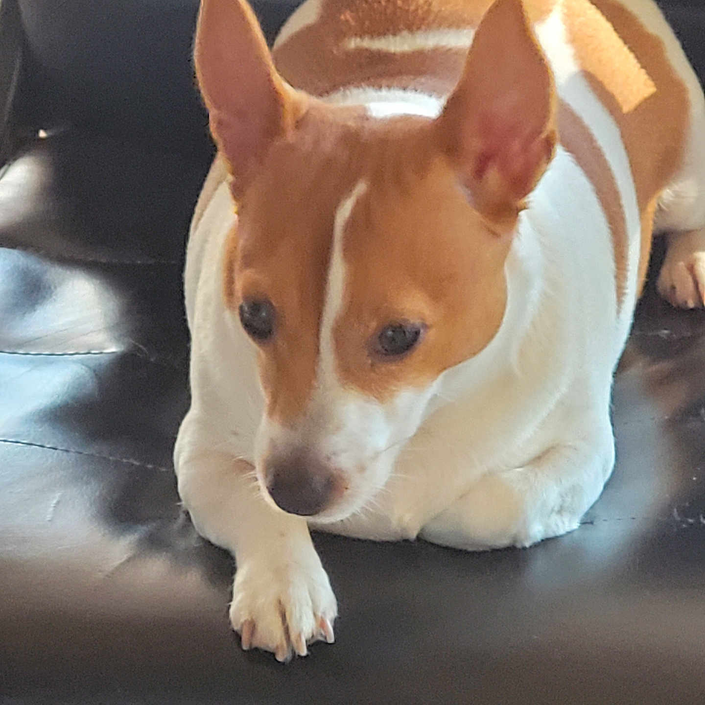Lilbit Sassy