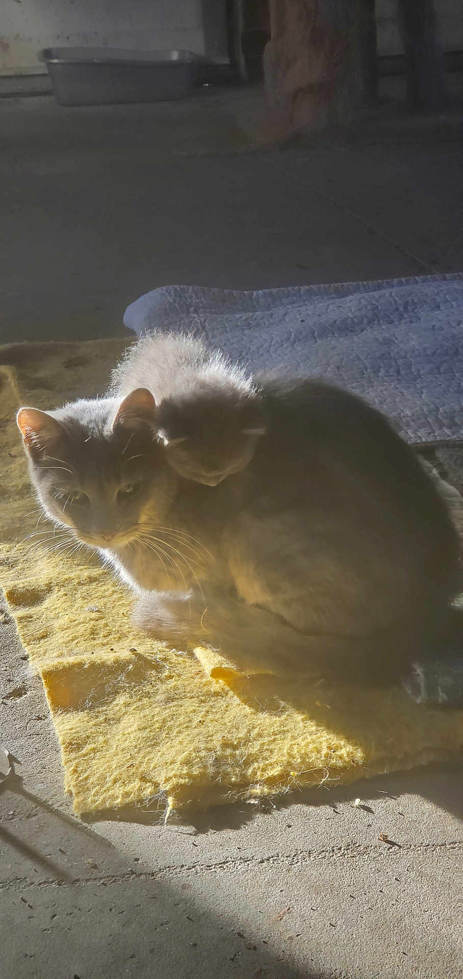 Marla is registered to the contest to win money with this photo: cat, kitten, animal, pet, fur, yellow_mat, sunlight, shadow, floor, cuddle, cozy, indoor, resting, cute, mammal, whiskers, ears, tail, soft_light, quiet