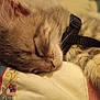 Lilith Marie is registered to the contest to win money with this photo: kitten, sleeping, close_up, feline, pet, fur, whiskers, harness, resting, cozy, indoor, soft, cute, domestic_animal, animal, face, nose, ear, paw, blanket